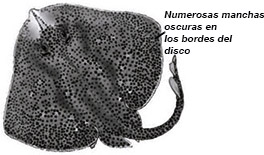 Raja brachyura01.jpg